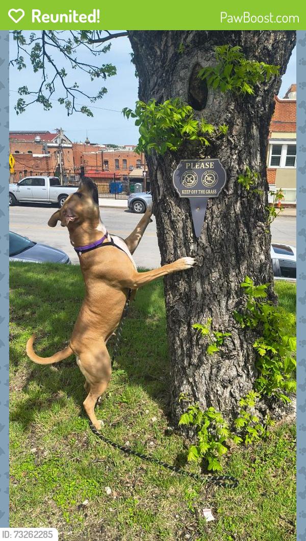 Reunited Female Dog last seen Town Talk@ Beach Street and 1st Street, Fort Worth, TX 76111