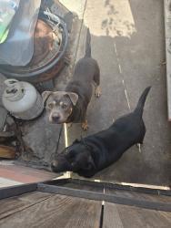 Reunited Male Dog last seen Hacienda Heights, CA, USA, Hacienda Heights, CA 91745