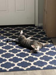 Reunited Male Cat last seen Near Sam Houston Dr, Sugar Land, TX 77479, USA, Sugar Land, TX 77479