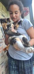 Reunited Female Cat last seen Windsor &Bell, Denton, TX 76209