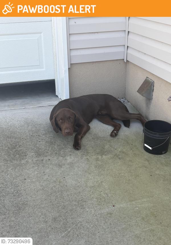 Found/Stray Male Dog last seen Walker road & Shackleburg road, Anderson County, SC 29621