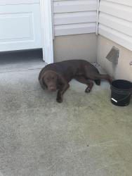 Found/Stray Male Dog last seen Walker road & Shackleburg road, Anderson County, SC 29621
