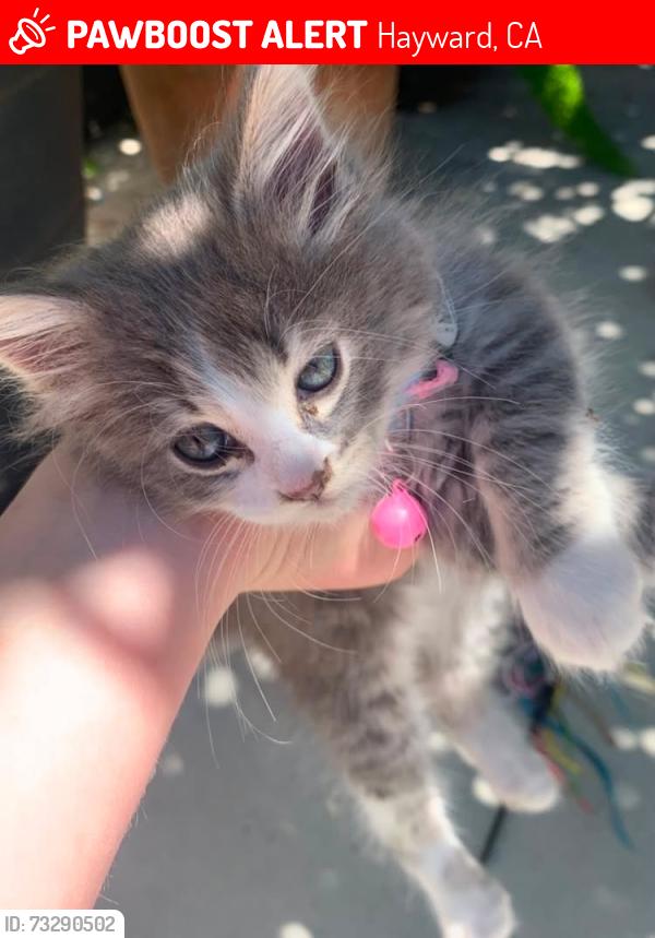 Lost Female Cat last seen Treat ln, Hayward, CA 94545