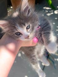 Lost Female Cat last seen Treat ln, Hayward, CA 94545