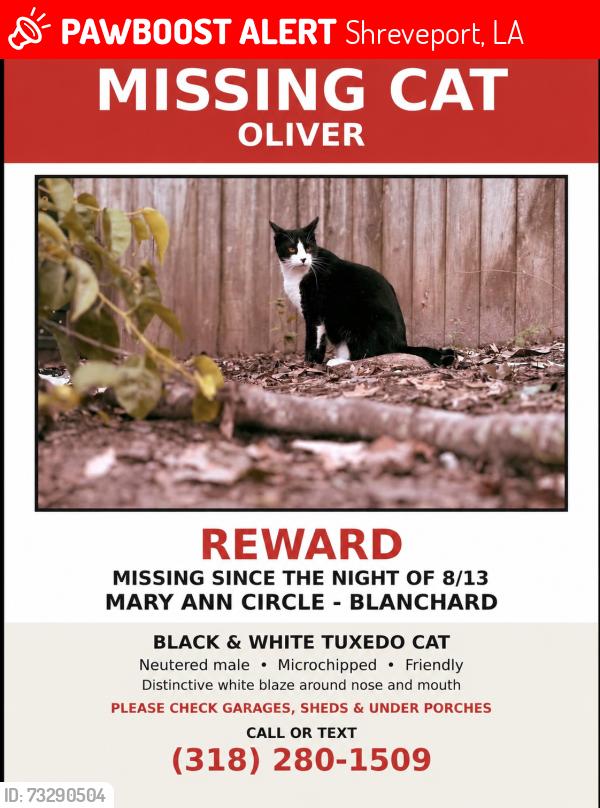 Lost Male Cat last seen Near Mary Ann cir, Shreveport, LA 71107