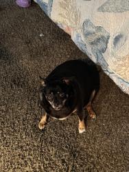 Found/Stray Female Dog last seen Big oaks apmts, Lakeland, FL 33810