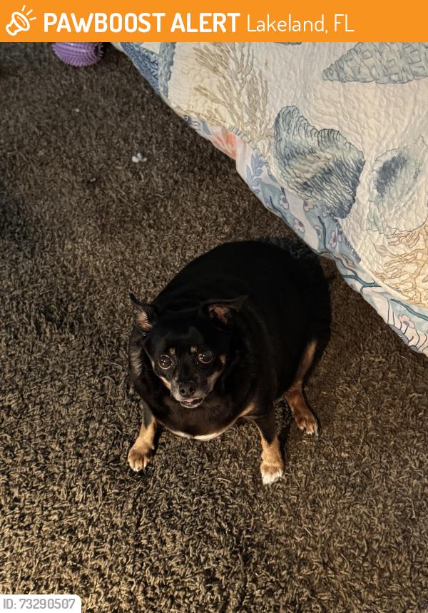 Found/Stray Female Dog last seen Big oaks apmts, Lakeland, FL 33810