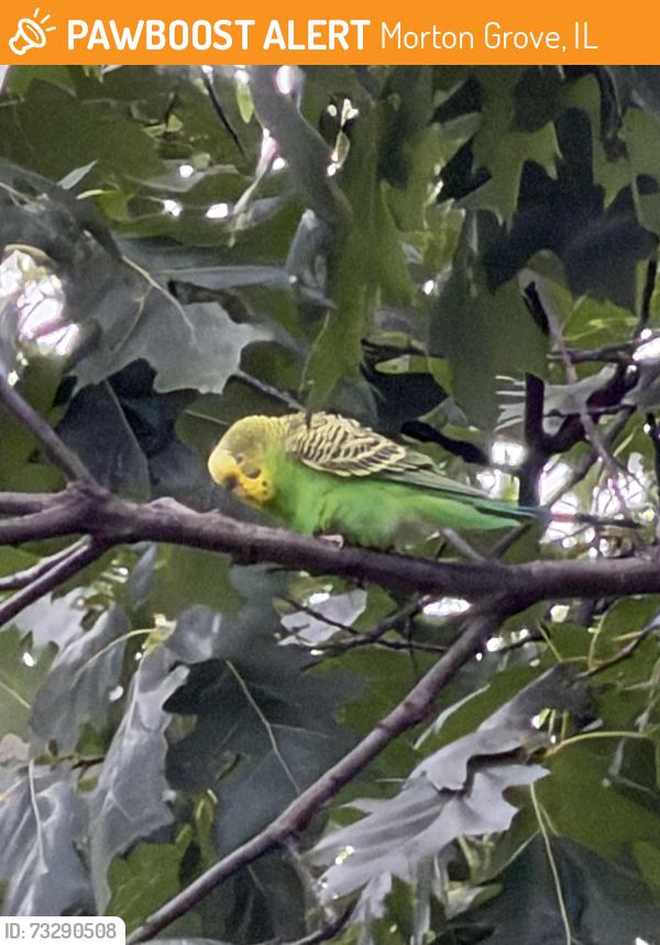 Found/Stray Unknown Bird last seen Golf road and Harms, Morton Grove, IL 60053