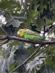 Found/Stray Unknown Bird last seen Golf road and Harms, Morton Grove, IL 60053