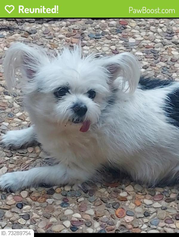 Reunited Female Dog last seen Brookhollow, San Antonio, TX 78232