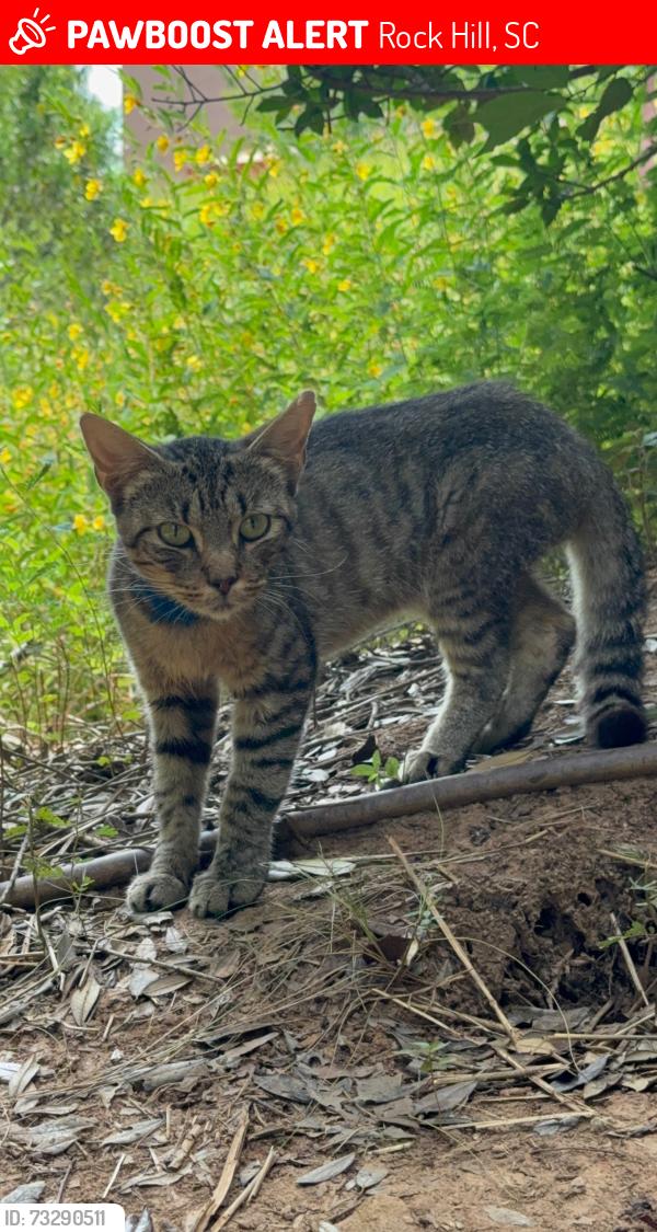 Lost Unknown Cat last seen Five Guys, Rock Hill, SC 29731