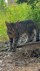 Lost Unknown Cat last seen Five Guys, Rock Hill, SC 29731
