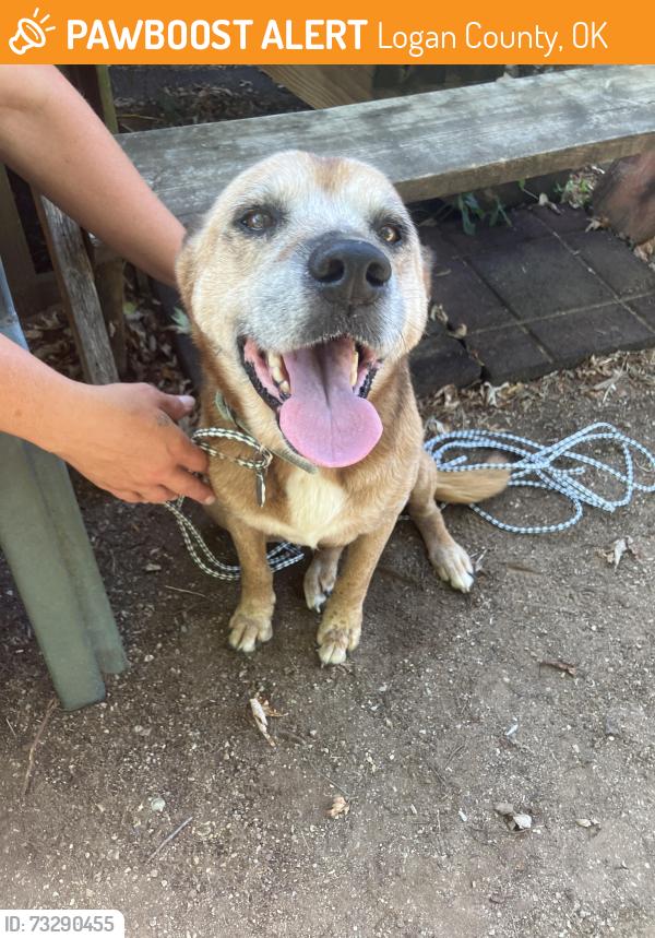 Found/Stray Female Dog last seen Rock creek circle, Logan County, OK 73034