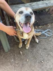 Found/Stray Female Dog last seen Rock creek circle, Logan County, OK 73034
