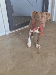 Found/Stray Male Dog last seen Bryd Drive and Pratt Midwest City, Midwest City, OK 73110