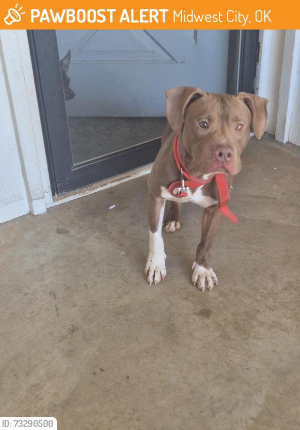 Found/Stray Male Dog last seen Bryd Drive and Pratt Midwest City, Midwest City, OK 73110