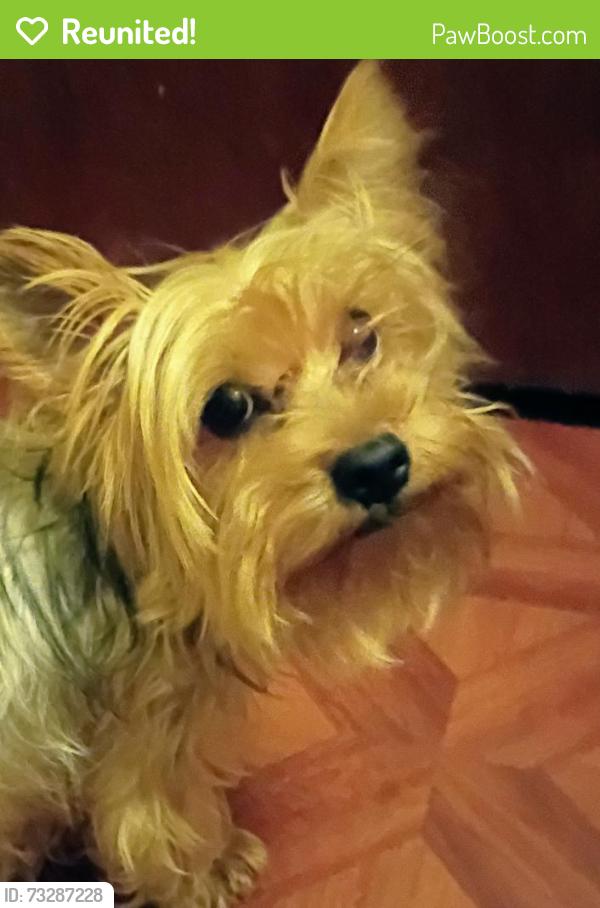 Reunited Female Dog last seen Near off of Haverhill Street Lawrence Massachusetts, Lawrence, MA 01841