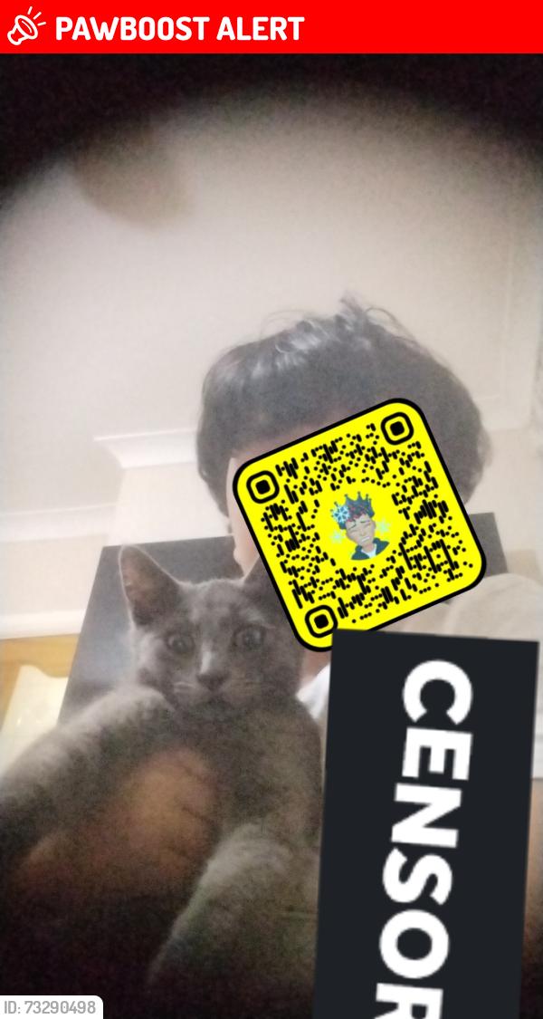 Lost Male Cat last seen My hse, Small Heath, England 