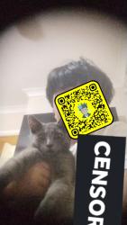 Lost Male Cat last seen My hse, Small Heath, England 