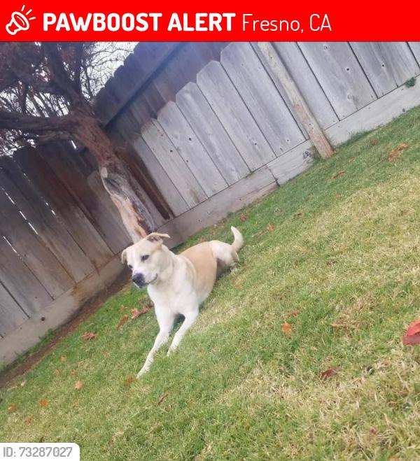 Lost Male Dog last seen Fruit, 5 minutes from tower by car., Fresno, CA 93728