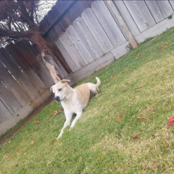 Lost Male Dog last seen Fruit, 5 minutes from tower by car., Fresno, CA 93728