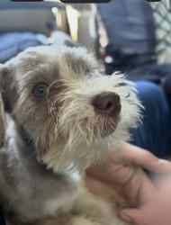 Reunited Female Dog last seen Azalea dr and Neston, Winston-Salem, NC 27105