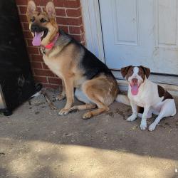 Reunited Female Dog last seen 38th and Raleigh ave, Lubbock, TX 79414