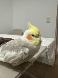 Lost Female Bird last seen Rua José Homero roxo 121, Campininha, SP 04678-105
