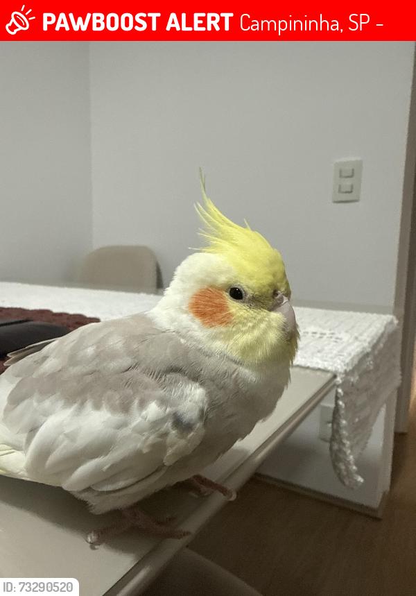 Lost Female Bird last seen Rua José Homero roxo 121, Campininha, SP 04678-105