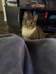 Lost Female Cat last seen preschool, gas station, vet clinic, taco bell, Gainesville, FL 32607