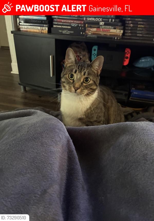 Lost Female Cat last seen preschool, gas station, vet clinic, taco bell, Gainesville, FL 32607