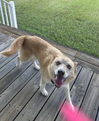 Reunited Female Dog last seen Cottonport Rd, Rhea County, TN 37321