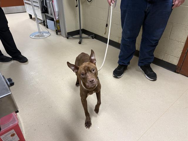 Shelter Stray Male Dog last seen Near BLOCK W ST PAUL AVE, 3839 W Burnham St, West Milwaukee, WI 53215, USA