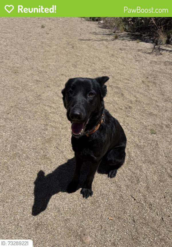Reunited Female Dog last seen Eubank and Indian school, Albuquerque, NM 87112