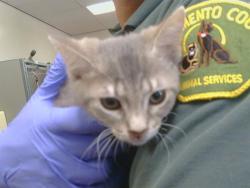 Shelter Stray Female Cat last seen , 3839 Bradshaw Rd, Sacramento, CA 95827, USA