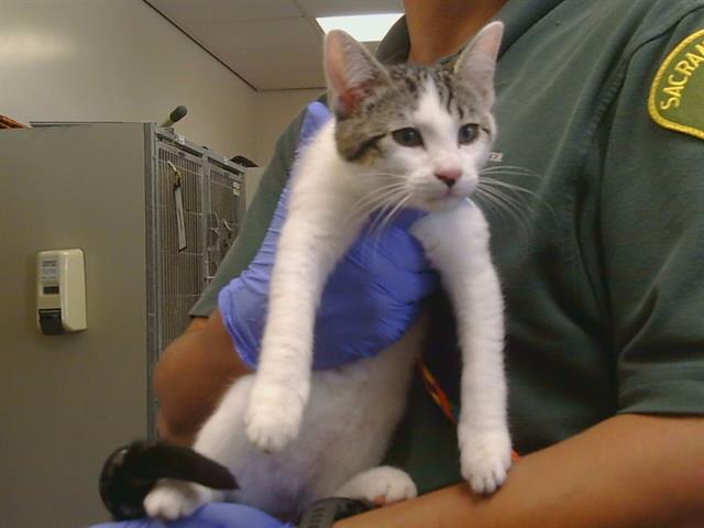 Shelter Stray Male Cat last seen , 3839 Bradshaw Rd, Sacramento, CA 95827, USA