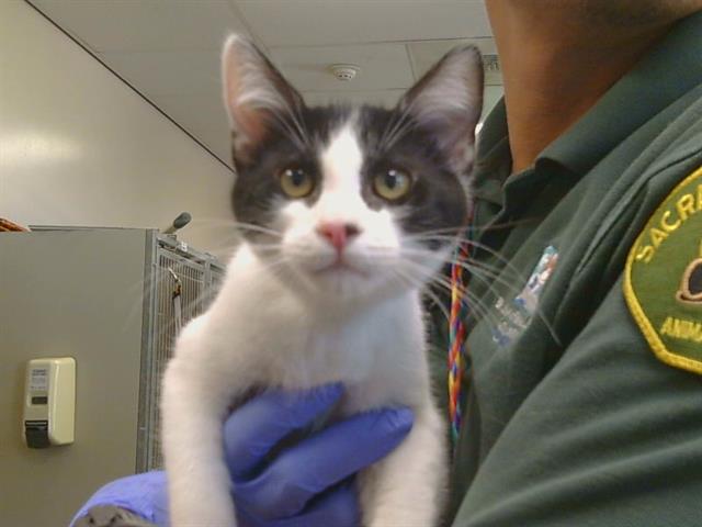 Shelter Stray Male Cat last seen , 3839 Bradshaw Rd, Sacramento, CA 95827, USA