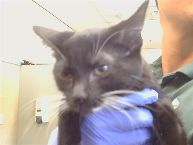 Shelter Stray Female Cat last seen , 3839 Bradshaw Rd, Sacramento, CA 95827, USA