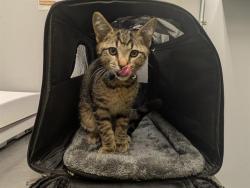 Shelter Stray Male Cat last seen Near BLOCK MAPLE VALLEY BLACK DIAMOND RD SE, MAPLE VALLEY WA 98038, 21615 64th Ave S, Kent, WA 98032, USA