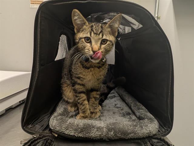 Shelter Stray Male Cat last seen Near BLOCK MAPLE VALLEY BLACK DIAMOND RD SE, MAPLE VALLEY WA 98038, 21615 64th Ave S, Kent, WA 98032, USA