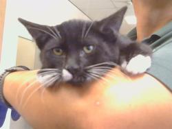 Shelter Stray Male Cat last seen , 3839 Bradshaw Rd, Sacramento, CA 95827, USA
