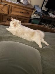 Lost Female Cat last seen denton hey and watauga road, Watauga, TX 76148
