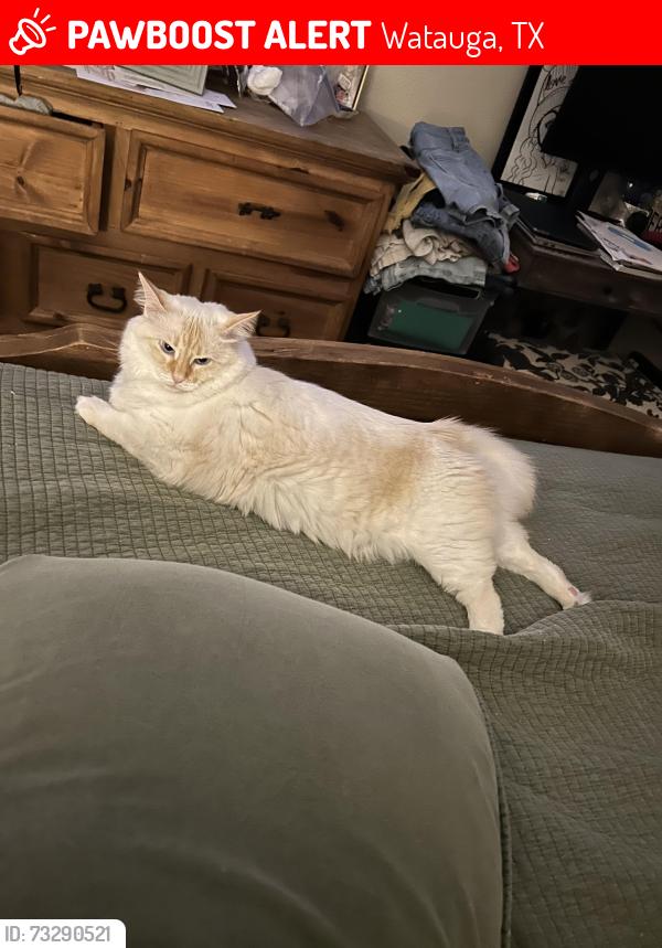Lost Female Cat last seen denton hey and watauga road, Watauga, TX 76148