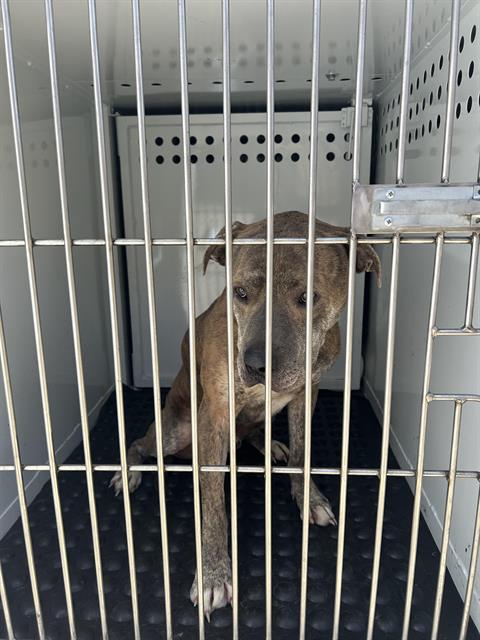 Shelter Stray Male Dog last seen ALCANTAR CIR & BOBAL ST, 2127 Front St, Sacramento, CA 95818, USA