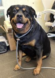 Shelter Stray Female Dog last seen Near BLOCK W 5400 S, TAYLORSVILLE UT 84129, 4522 W 3500 S, West Valley City, UT 84120, USA