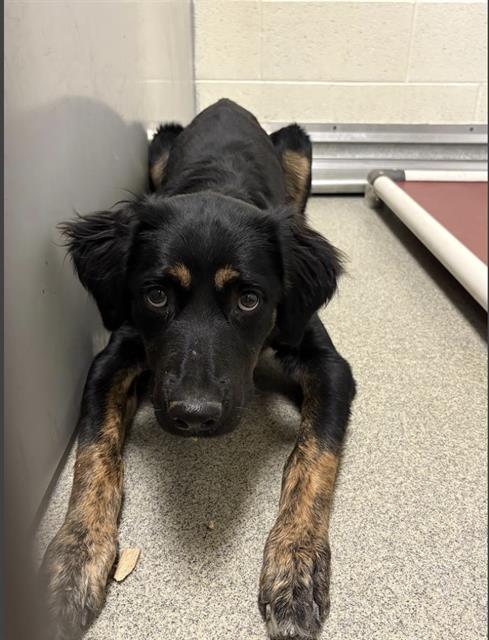 Shelter Stray Female Dog last seen Near BLOCK W 4100 S, WEST VALLEY CITY UT 84120, 4522 W 3500 S, West Valley City, UT 84120, USA