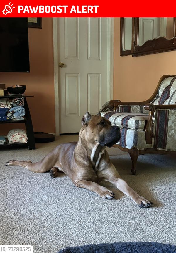 Lost Male Dog last seen Mayo rd, Spartanburg County, SC 29330