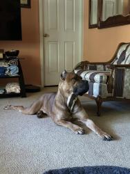 Lost Male Dog last seen Mayo rd, Spartanburg County, SC 29330