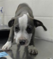 Shelter Stray Female Dog last seen Near BLOCK FLOYD DR, HOPE MILLS NC 28348, 4704 Corporation Dr, Fayetteville, NC 28306, USA
