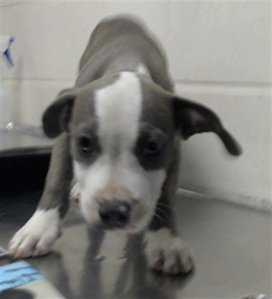 Shelter Stray Female Dog last seen Near BLOCK FLOYD DR, HOPE MILLS NC 28348, 4704 Corporation Dr, Fayetteville, NC 28306, USA